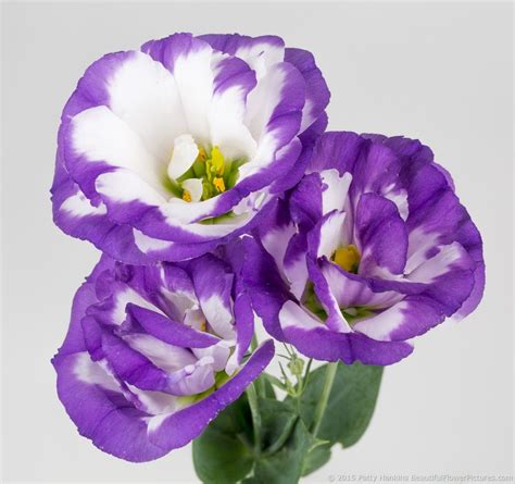 Purple And White Lisianthus © 2015 Patty Hankins Beautiful Butterflies