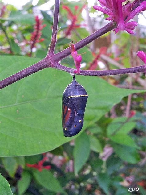 Where To Look For A Monarch Chrysalis In The Butterfly Garden