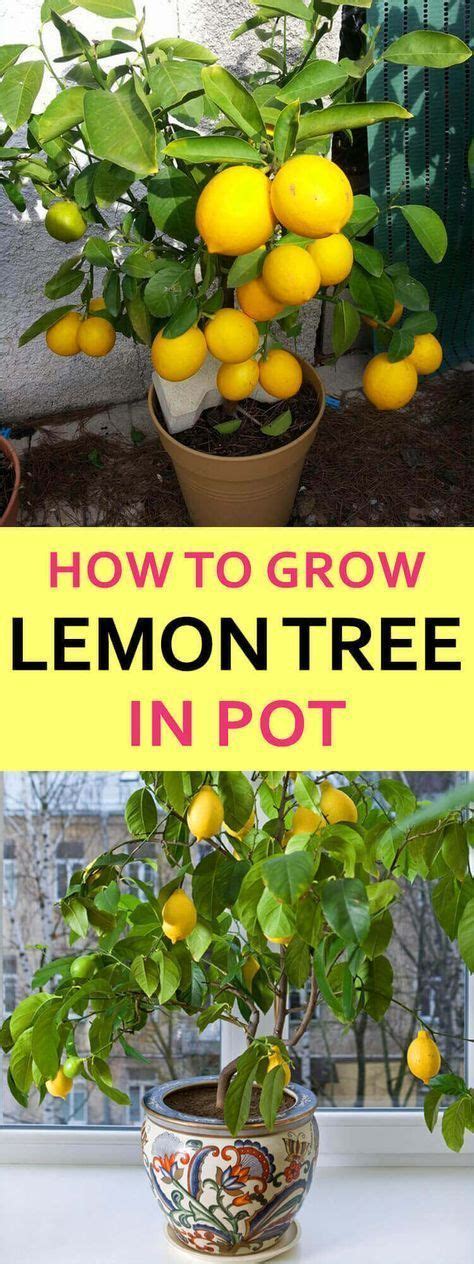 How Lemon Trees Make You A Better Garden Lover Lemon Tree From Seed