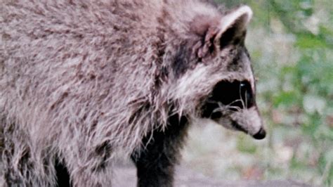 Hinterland Whos Who The Raccoon Nfb