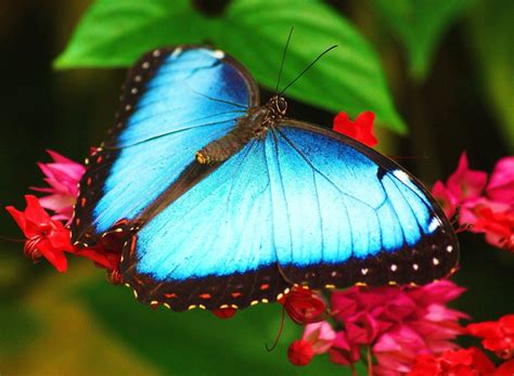 Top Most Beautiful Colorful Butterflies Species