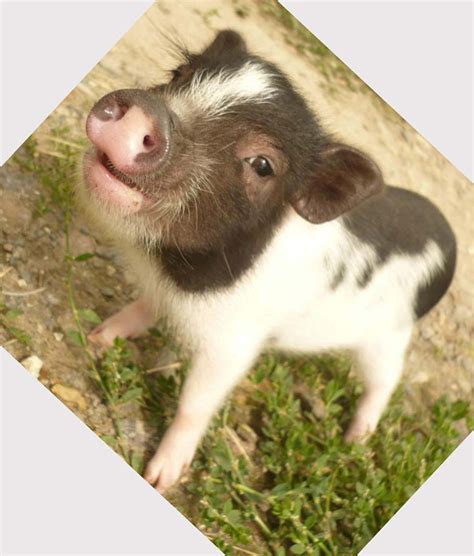 17 Best images about Cute Piggies on Pinterest | Mini ...