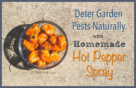You cant just go around macing people as fun as that may before reading any further let this act as a disclaimer in relation to this post: Homemade Garden Bug Spray - Natural Hot Pepper Solution