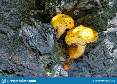 Wild Mushroom Stock Image Image Of Fungus Trunk Tree