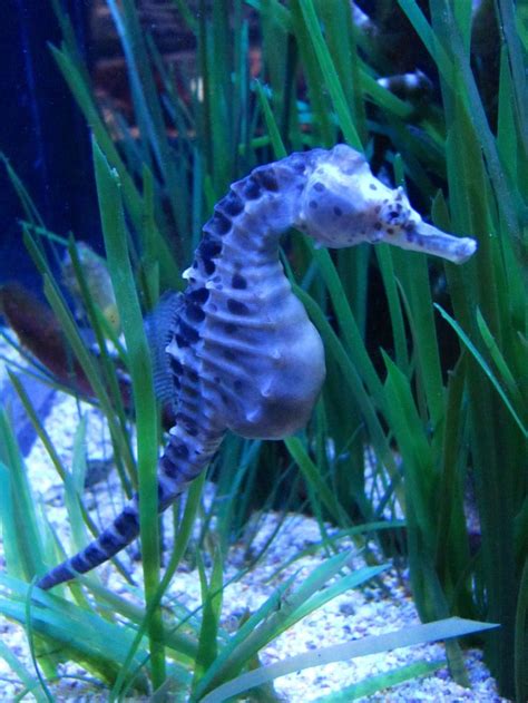 Seahorse Mořský Koník