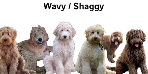 Straight coats genetically have no curl gene on the cu locus. Labradoodle Information and Breeder - Georgia | CNR Farms