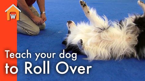 Roll Over In No Time Train Your Dog With Our Easy Step How To Train