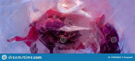 Background Of Fuchsia Flower In Ice With Air Bubbles Stock Photo