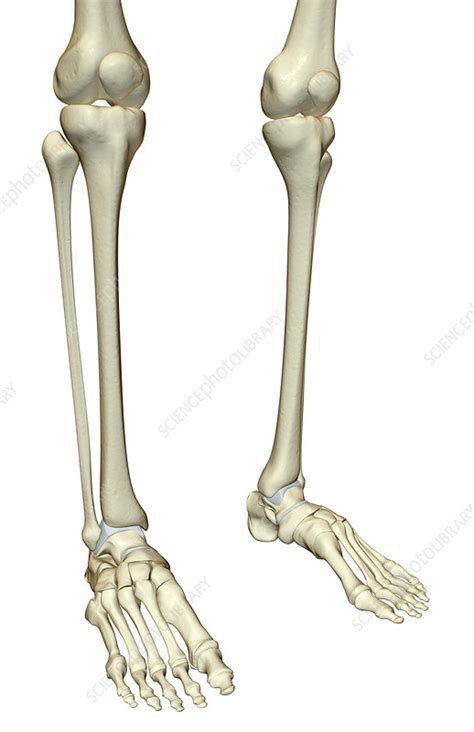 The Bones Of The Leg Stock Image F0017220 Science Photo Library