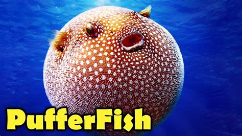 Can You Eat Pufferfish And How Does It Taste American 59 Off