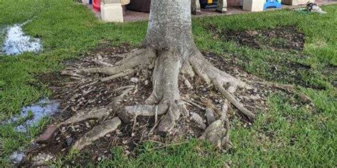 Removing Above Ground Tree Roots Will It Kill Your Tree