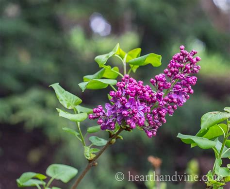 Scented Plants For Your Garden 10 Easy Fragrant Flowers Youll Love