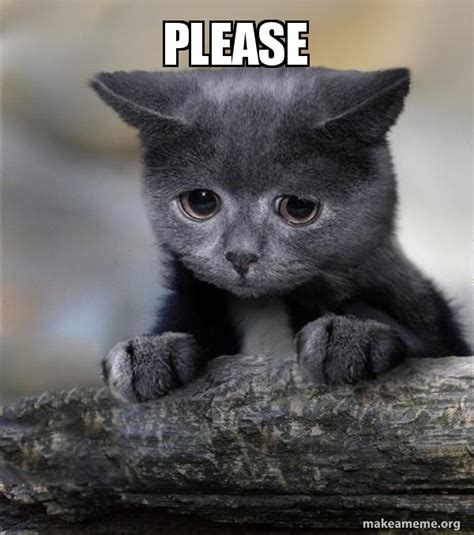 Please Confession Cat Meme Generator