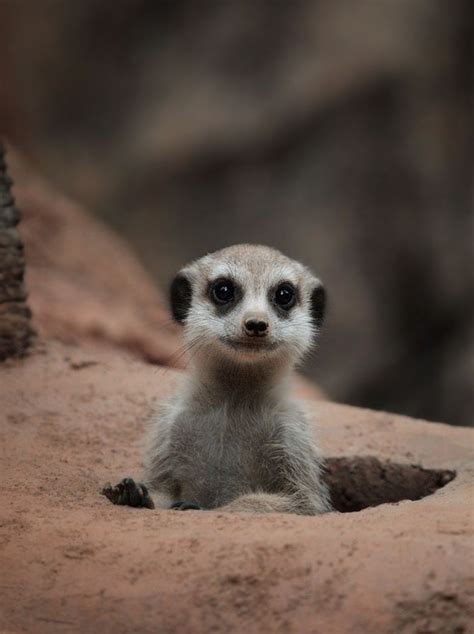 31 Best Magical Meerkats Images On Pinterest Adorable Animals Animal