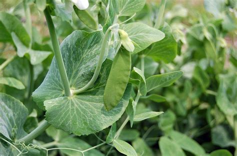 Growing Snow Peas Tips For Care Of Snow Pea Plants