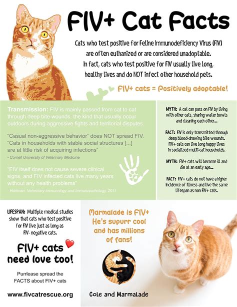 Cole And Marmalade On Twitter Cat Facts Cats Vets