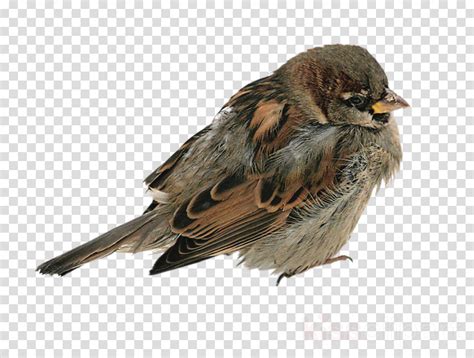 Bird House Sparrow Sparrow Beak Songbird Clipart Bird House Sparrow