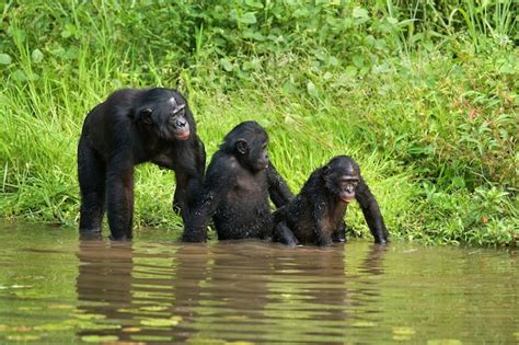 premium photo group of bonobos democratic republic of congo lola ya bonobo national park