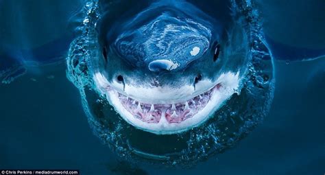 The Perfectly Composed Image Appears To Show The Great White Shark