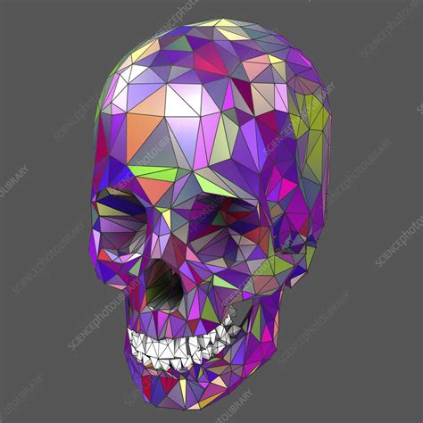 Human Skull Illustration Stock Image F0250774 Science Photo Library