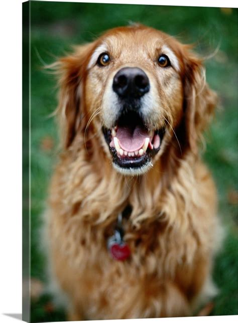 Portrait Of Golden Retriever Wall Art Canvas Prints Framed Prints