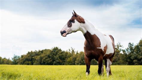 American Paint Horse Facts And Information Breed Profile