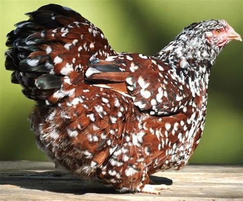 Rarest Chicken Breeds