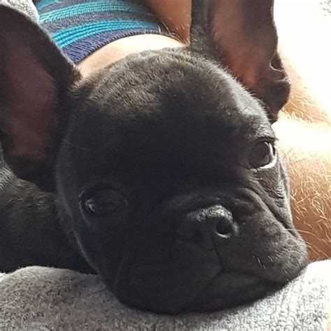 10 Week Old French Bulldog Male Puppy In Barry Vale Of Glamorgan