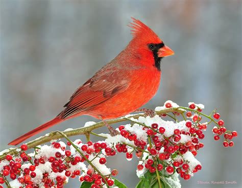 Winter Northern Cardinal At Snowy Berries Flickr Photo Sharing