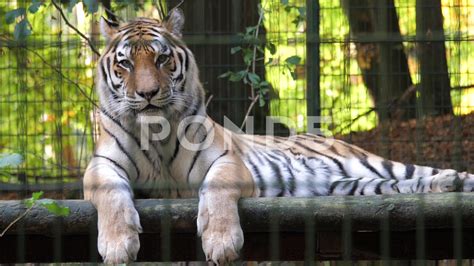 The Siberian Tiger Panthera Tigris Altaica Wild Animals In Captivity