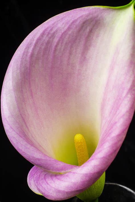 Pink Calla Lily Close Up Photograph By Garry Gay Pixels