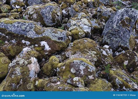 Mossy Boulders In Tundra Stock Image Image Of Boulder 116187721