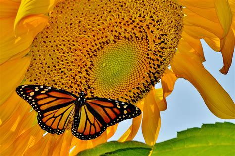 Monarch On Sunflower Birds And Blooms Sunflower Photo Monarch