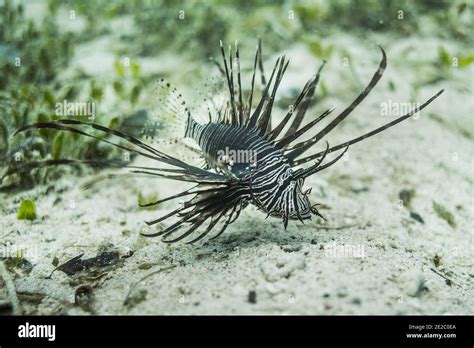 Juvenile Lionfish Hi Res Stock Photography And Images Alamy