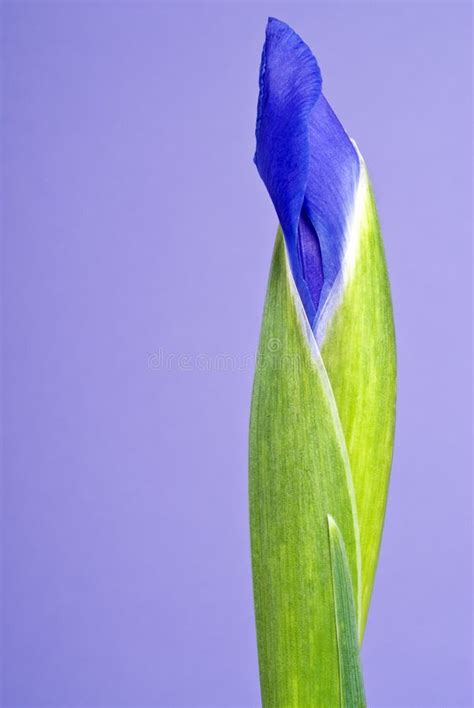 Iris Flower Bud On Purple Background Stock Photo Image Of Nature