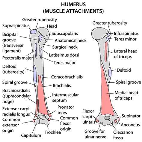 Humerous Diagram Humerus Long Bone Of The Upper Limb Or Forelimb Of