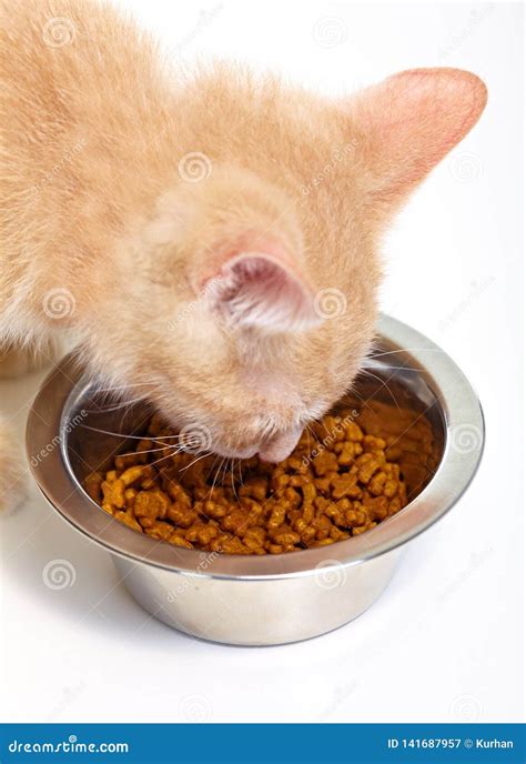 Ginger Kitten Cat Eating Stock Image Image Of Kitty 141687957