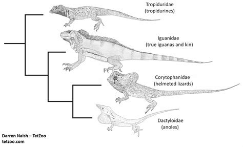 The Remarkable Basilisks — Tetrapod Zoology