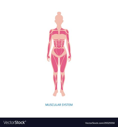 Female Muscular Anatomy Vector Scheme Posterior Stock My Xxx Hot Girl