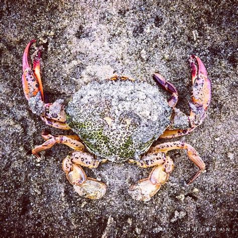 Cape Cod Crab Photograph By Amy Chrisman Pixels
