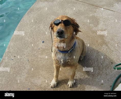 Dog With Goggles Hi Res Stock Photography And Images Alamy