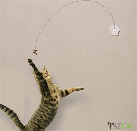I didn't see how this thing could be that. Find out about choosing Cat toys