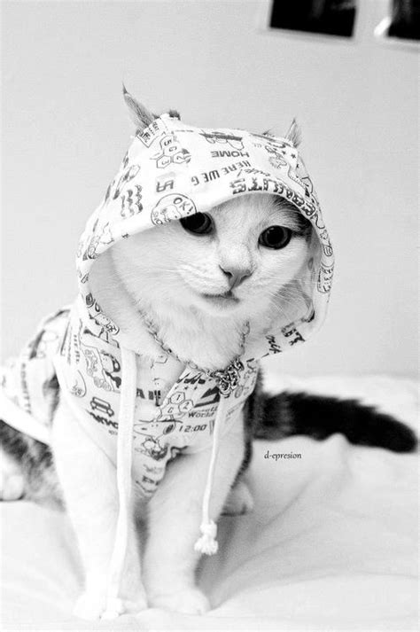 Cats wearing clothes 26382 gifs. 6 x daarom zijn dieren leuk als model - STYLETODAY
