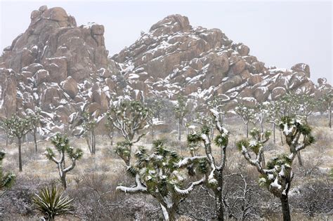 Scientists Crowdfund To Save The Joshua Tree By Sequencing Its Genome