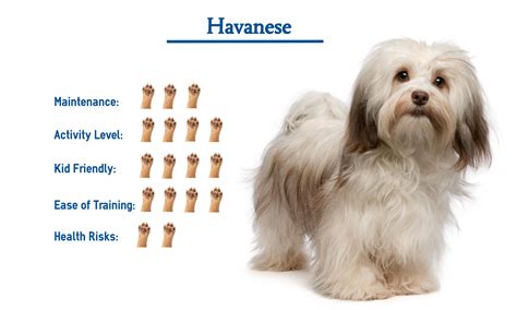 Are Havanese Dogs High Maintenance