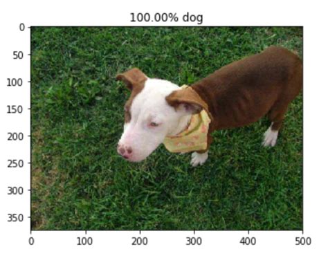 Image Classifier Cats🐱 Vs Dogs🐶 Towards Data Science