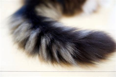 動物看護士監修 猫の尻尾のベタベタは病気なの？スタッドテイルを理解しよう 著者：菊地美咲 動物看護士 ウィズペティ健康ライブラリー