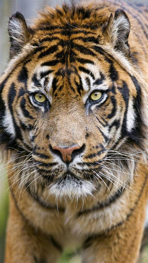 El tigre is an island located in the gulf of fonseca, a body of water on the pacific coast of central america.the island is a conical basaltic stratovolcano and the southernmost volcano in honduras. Tigre wallpaper by DjIcio - 3c - Free on ZEDGE™