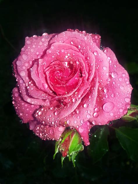 Pink Rose Water Drops Hd Wallpaper Hd Wallpaper