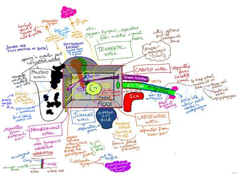 Andrea laghi carlo nicola de cecco. Anatomical relations of the Middle ear (Visual mnemonic ...